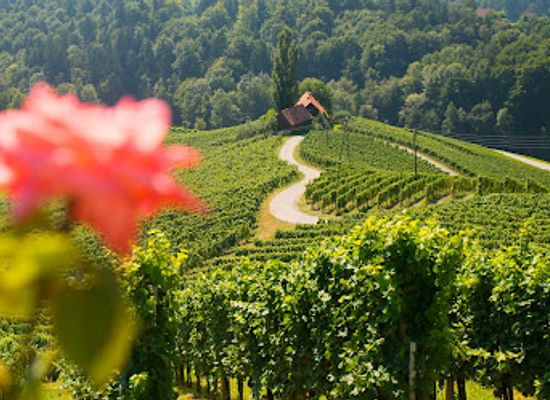 slovenia/coastal-karst/attraction/wine-tours-slovenia-wine-tasting