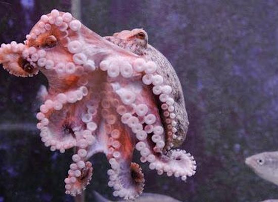 slovenia/portoroz/attraction/akvarij-piran