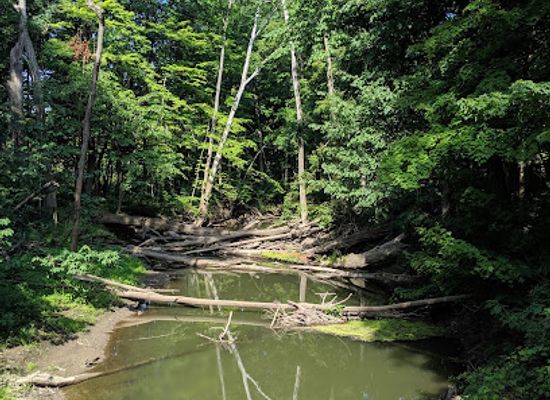 michigan/warren-dunes-state-park/attraction/warren-woods-state-park