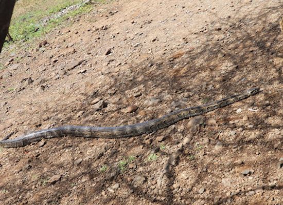 kenya/baringo-basin/attraction/snake-park