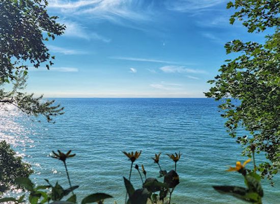 michigan/west-michigan/attraction/giant-sequoia-at-lake-bluff-arboretum