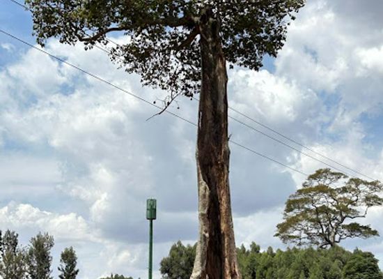 rwanda/kibungo/attraction/big-tree