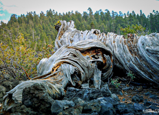 oregon/cascade-range/attraction/lava-cast-forest-trail
