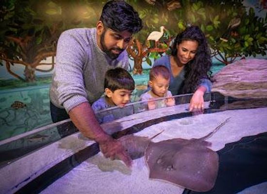 pitcairn-islands/buffalo-town/attraction/aquarium-of-niagara