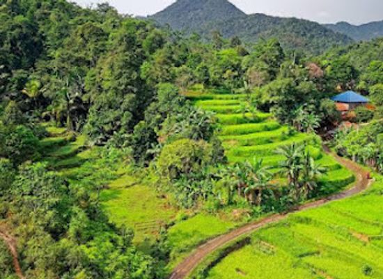indonesia/east-java/attraction/bamboo-forest-keputih-surabaya