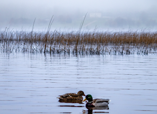 ireland/county-westmeath/attraction/wildlife-sanctuary