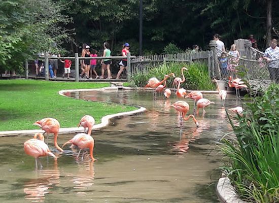 tennessee/franklin/attraction/nashville-zoo-at-grassmere