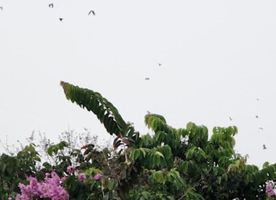 cote-d-ivoire/abidjan/plateau/attraction/parc-bressole-au-plateau