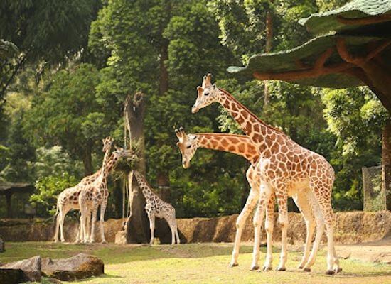 indonesia/west-java/attraction/taman-safari-indonesia-bogor