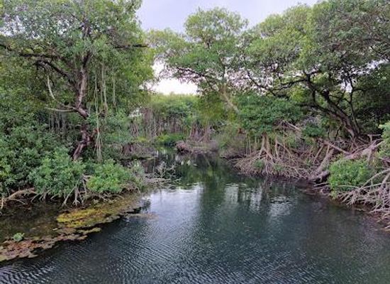 curacao/sint-michiel/attraction/curacao-rif-mangrove-park