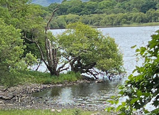 ireland/the-kerry-way/attraction/killarney-horse-and-carriage-tours
