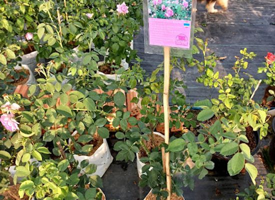 thailand/ubon-ratchathani/attraction/rosebury-garden-by-the-choopanyas