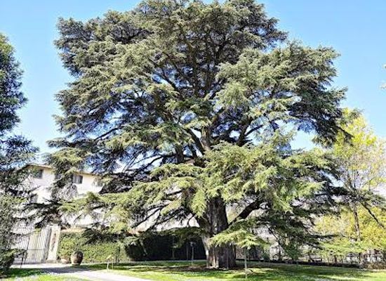 italy/lucca/attraction/orto-botanico-comunale-di-lucca