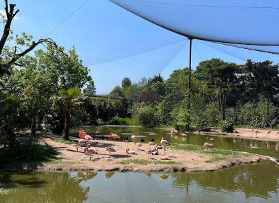 united-kingdom/chester/attraction/flamingos