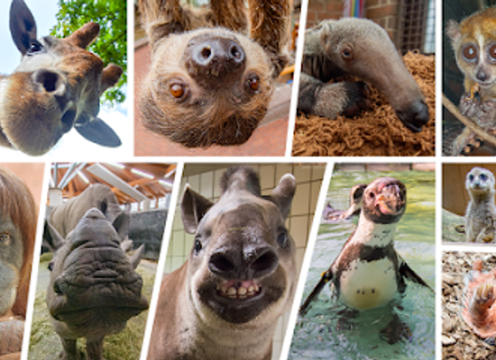 germany/ruhr/attraction/dortmund-zoo