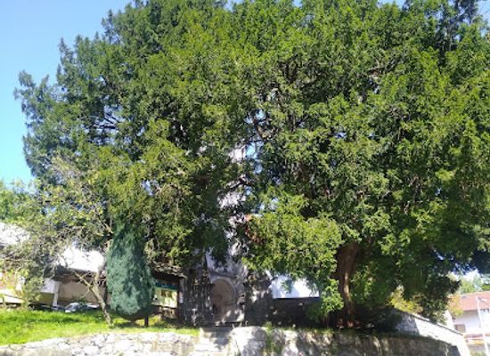 slovenia/inner-carniola/attraction/najstarejsa-tisa-v-sloveniji