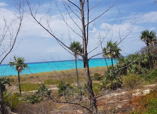 the-bahamas/bimini/attraction/the-bimini-nature-trail
