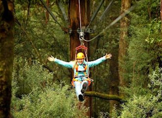 australia/the-twelve-apostles/attraction/otway-fly-treetop-adventures