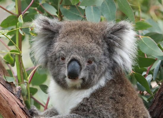 australia/barossa-valley/attraction/gorge-wildlife-park