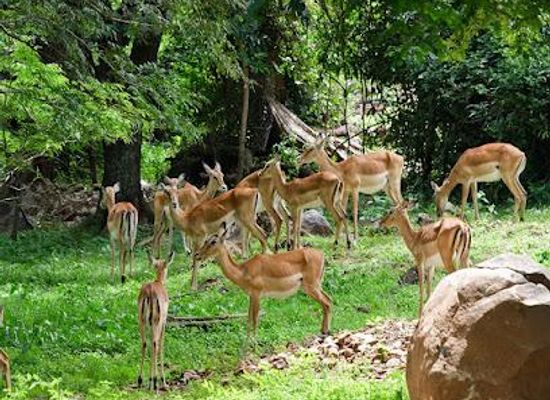 kenya/kisumu/attraction/kws-kisumu-impala-sanctuary