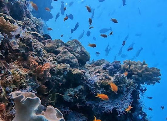 maldives/meemu-atoll/attraction/mm-reef