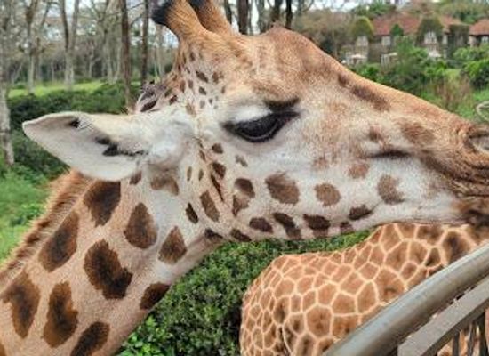 kenya/nairobi/attraction/giraffe-centre