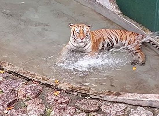 singapore/jurong/attraction/johor-zoo
