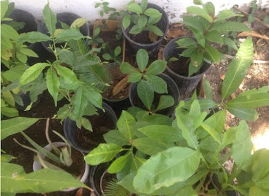 jamaica/portmore/attraction/annie-g-s-fruit-trees-plants