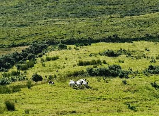 ireland/dingle/attraction/kells-sheep-centre