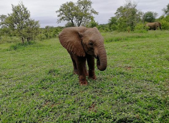 south-africa/lowveld/attraction/siyafunda-wildlife-conservation