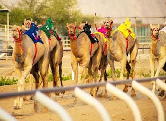 united-arab-emirates/hajar-mountains/attraction/dubai-royal-camel-racing-club