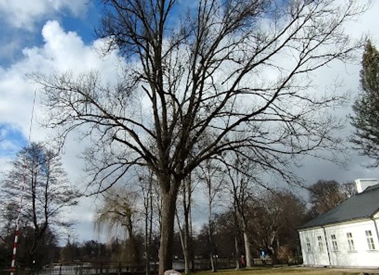 poland/roztocze-national-park/attraction/dab-zdzislaw