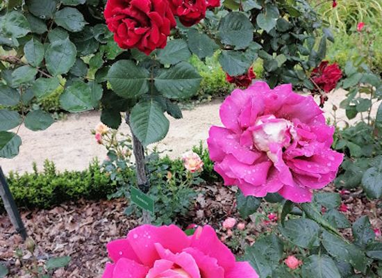 france/rennes/thabor-saint-helier/attraction/jardin-botanique-et-roseraie
