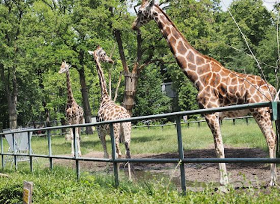 poland/lodz/attraction/lodz-zoo