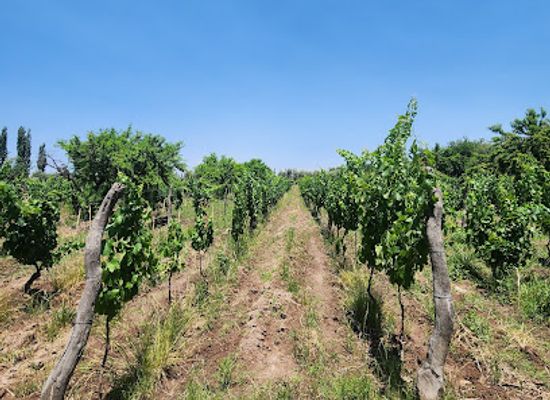 argentina/cuyo/attraction/cecchin-family-winery
