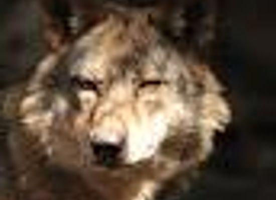 monaco/fontvieille/attraction/alpha-animal-park