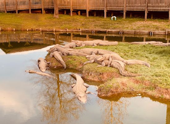 louisiana/north-louisiana/attraction/gators-and-friends