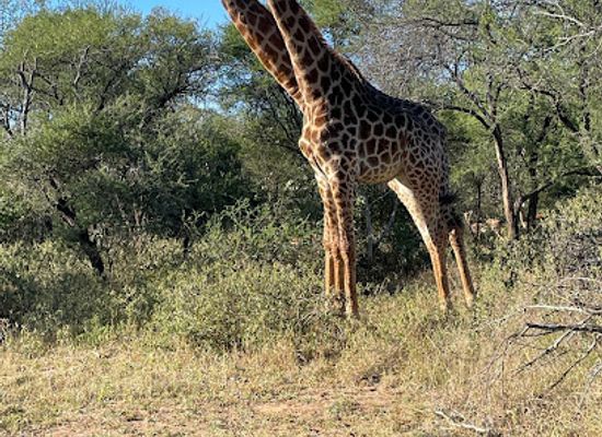 south-africa/lowveld/attraction/makutsi-game-reserve