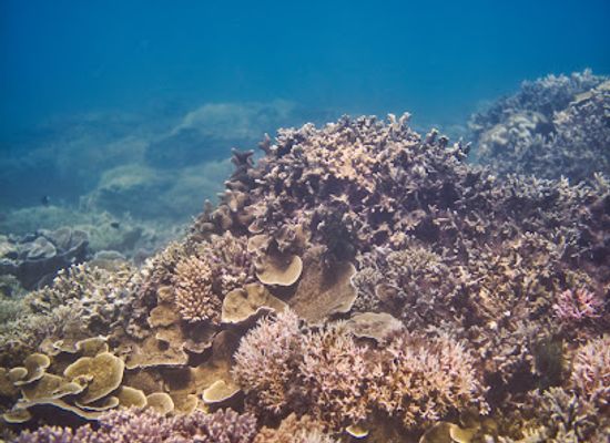 timor-leste/same/attraction/lifau-reef