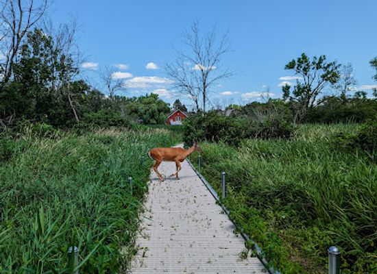 minnesota/saint-paul/attraction/dodge-nature-center-main-property