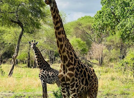 tanzania/northern-zone/attraction/cheeky-monkey-safaris-tours-the-best-tanzania-serengeti-safari-kilimanjaro-trekking-zanzibar-tour-operating-company