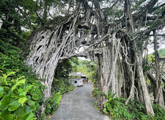 japan/yakushima/attraction/chukan-gajumaru