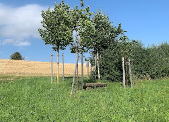 switzerland/aargau/attraction/jurapark-baumkapelle-bozberg