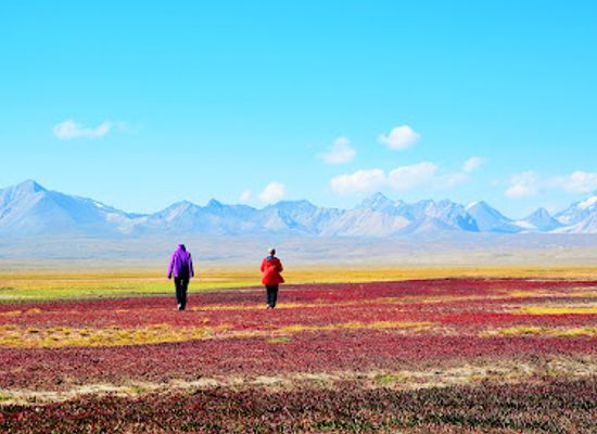 kyrgyzstan/naryn-region/attraction/krasnyye-polyany-s-krasnoy-travoy