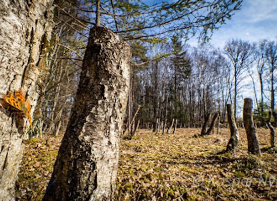 denmark/helsingor/attraction/pindemosen-sphagnummose