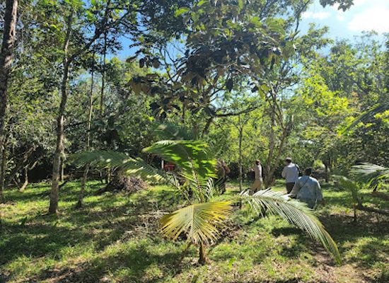 belize/vaca-plateau/attraction/community-baboon-sanctuary-visitor-center-and-museum-a-black-howler-monkey-sanctuary