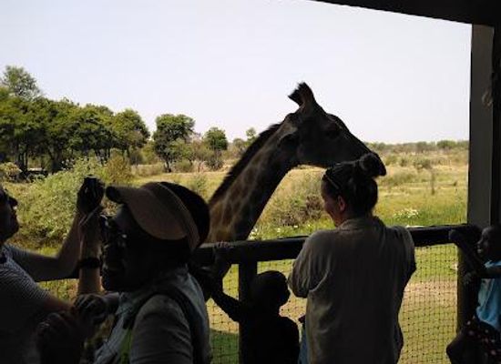 south-africa/gauteng/attraction/lion-safari-park