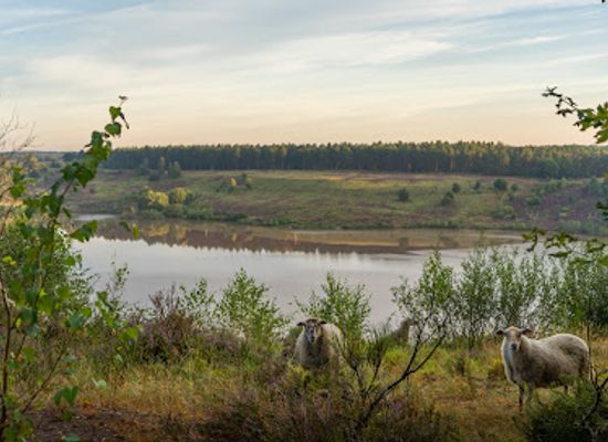belgium/hoge-kempen-national-park/attraction/mechelse-heide