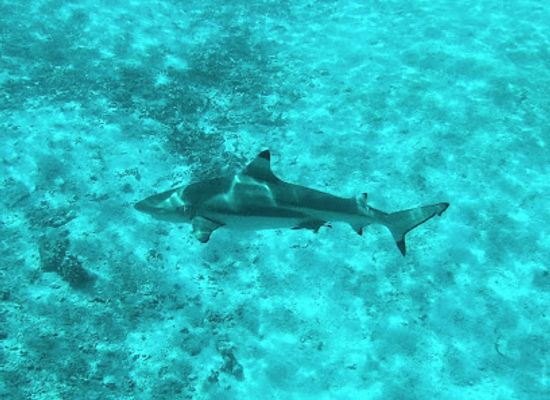 maldives/male-atoll/attraction/shark-snorkeling-spot
