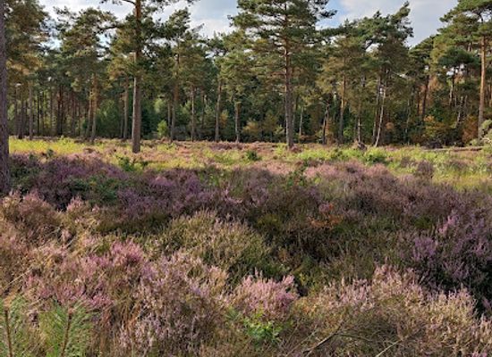 netherlands/veluwe/attraction/koninklijke-houtvesterij-het-loo